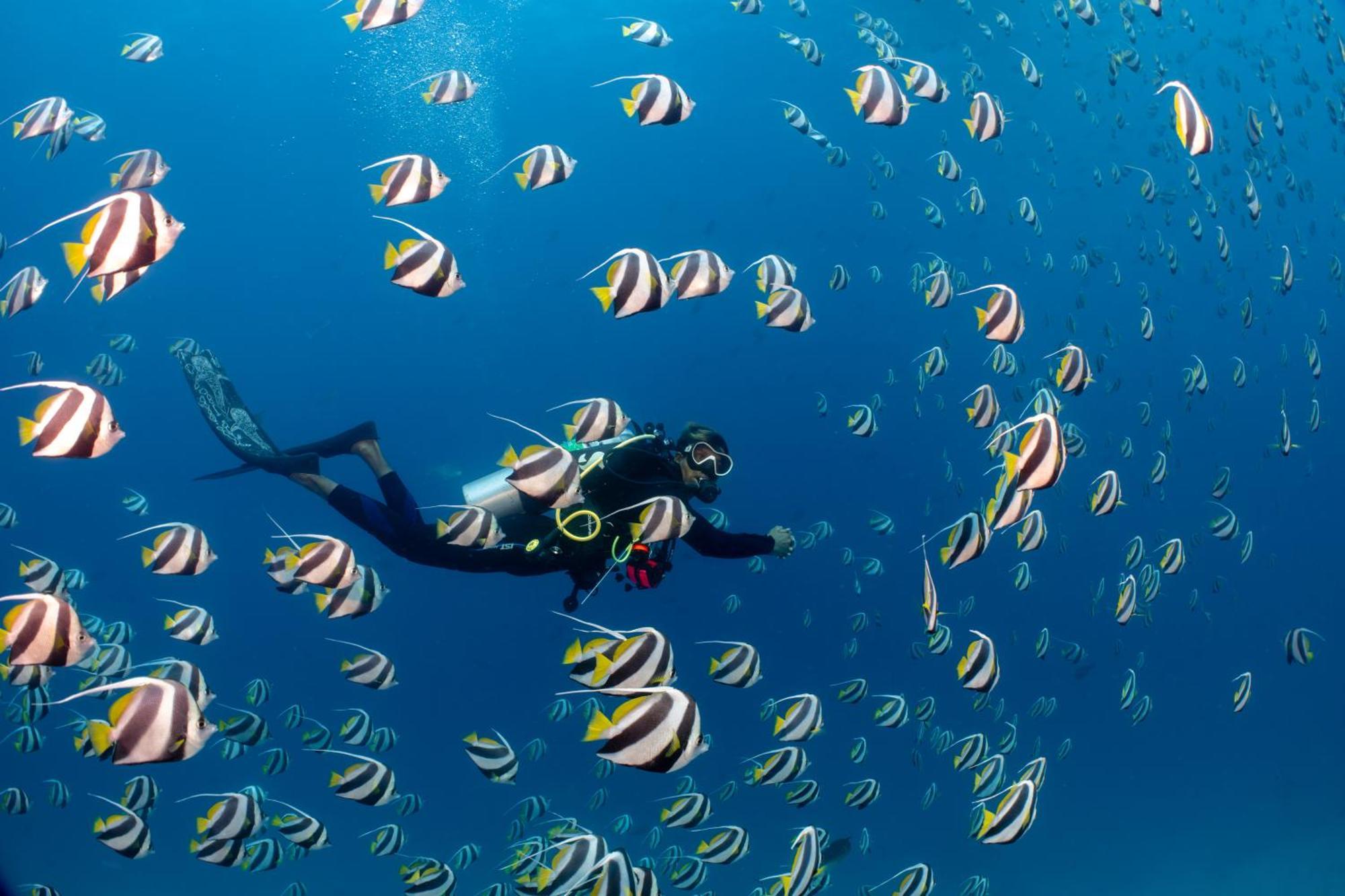 Resort Bandos Maldives - One Way Transfer Free For From 1st 30th Sept 2025 For Bookings From 16 Apr 2025 Bandos Island