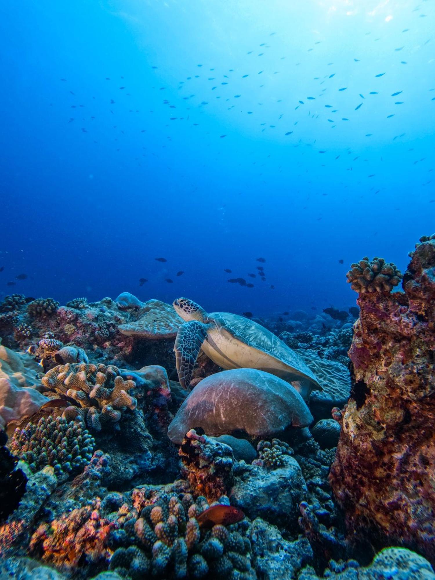Bandos Maldives - One Way Transfer Free For From 1st 30th Sept 2025 For Bookings From 16 Apr 2025 Курортный комплекс